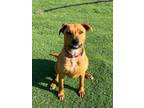 Adopt Roxie a Mixed Breed