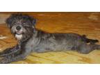 Adopt Ying & Yang a Shih Tzu, Miniature Schnauzer