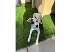 Adopt Poe a Jack Russell Terrier
