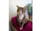 Adopt Olivia a Domestic Short Hair