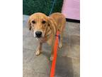 Adopt 55417391 a Golden Retriever, Mixed Breed