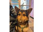 Adopt 55416064 a German Shepherd Dog, Mixed Breed