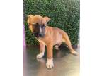Adopt 55417220 a German Shepherd Dog, Mixed Breed