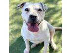 Adopt Mrs. Howell* a Pit Bull Terrier, Mixed Breed