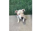Adopt 55419221 a Pit Bull Terrier, Mixed Breed