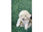 Adopt 55418457 a Poodle, Mixed Breed