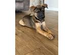 Adopt Tot a German Shepherd Dog, Mixed Breed