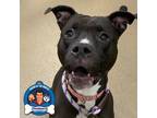 Adopt Cardi a Pit Bull Terrier