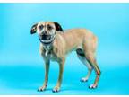 Adopt Giselle a Black Mouth Cur, Mixed Breed