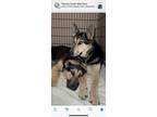 Adopt Sarca a German Shepherd Dog