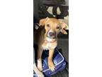 Adopt Milli a Whippet, Black Mouth Cur