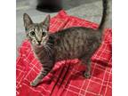 Adopt Tallulah a Domestic Short Hair