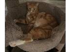 Adopt Ginger a American Bobtail