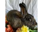 Adopt Gabrielle a Bunny Rabbit