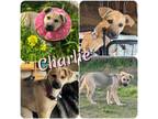 Adopt Charlie a Pit Bull Terrier, Australian Cattle Dog / Blue Heeler