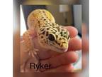 Adopt Ryker a Gecko