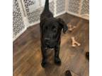 Adopt Lulu a Black Labrador Retriever, Shepherd