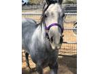 Adopt Ally a Quarterhorse