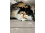 Adopt Maggie a Domestic Long Hair