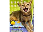 Adopt Rumba a Abyssinian, American Shorthair