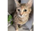 Adopt Maggie a Domestic Short Hair