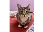 Adopt Ava a Domestic Short Hair