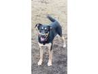 Adopt Echo a Shepherd