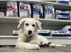 Adopt Alaska a Great Pyrenees