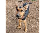 Adopt Sadie a German Shepherd Dog