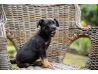 Adopt Bugsy a Rottweiler, German Shepherd Dog