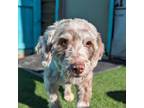 Adopt Churri a Aussiedoodle