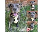 Adopt Akela a Pit Bull Terrier, Leonberger