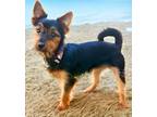 Adopt Ruby a Yorkshire Terrier