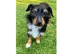 Adopt Hattie a Terrier