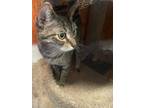 Adopt Sushi a Domestic Short Hair