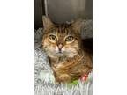 Adopt Goldie a Domestic Short Hair