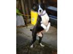 Adopt Little Lady a Rat Terrier, Jack Russell Terrier