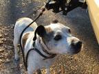Adopt Truse a American Staffordshire Terrier, Cattle Dog