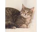 Adopt Jasmine a Domestic Short Hair