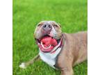 Adopt Nala a Pit Bull Terrier