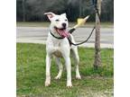 Adopt Delilah a American Staffordshire Terrier