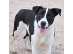 Adopt Lily #2 a Mixed Breed