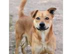 Adopt Marley a Labrador Retriever, Mixed Breed