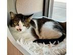 Adopt Pita a Domestic Short Hair