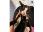 Adopt Ivy and Rosy a Tuxedo