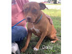 Adopt Daisy a Pit Bull Terrier