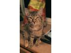 Adopt Chips a Manx