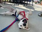 Adopt Luna, Foster Needed ASAP a Border Collie, Pit Bull Terrier