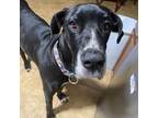 Adopt Hazel a Great Dane