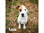 Adopt Ana a Labrador Retriever, American Staffordshire Terrier